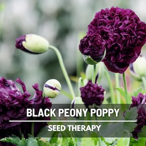 Black Peony Poppy Seeds – Heirloom, Double Flower, Papaver paeoniflorum, for Goth & Cottage Gardens | 100 Seeds
