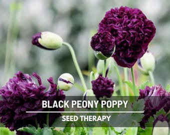 Black Peony Poppy Seeds – Heirloom, Double Flower, Papaver paeoniflorum, for Goth & Cottage Gardens (100 Seeds)