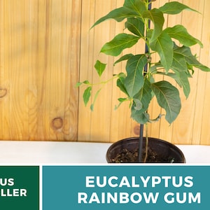 May include: A small potted Eucalyptus Rainbow Gum tree with green leaves. The tree is growing in a brown pot and is supported by a black stake. The background is a wooden wall.