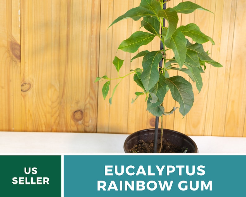 May include: A small potted Eucalyptus Rainbow Gum tree with green leaves. The tree is growing in a brown pot and is supported by a black stake. The background is a wooden wall.