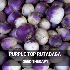 Large pile of Purple Top Rutabaga with purple and cream skins – Seed Therapy