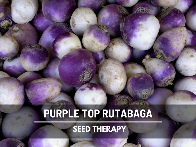 Large pile of Purple Top Rutabaga with purple and cream skins – Seed Therapy