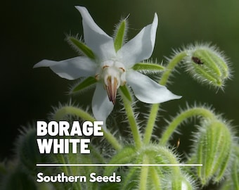 Borage, White - 50 Seeds - Heirloom Culinary & Medicinal Herb - Non-GMO (Borago officinalis)