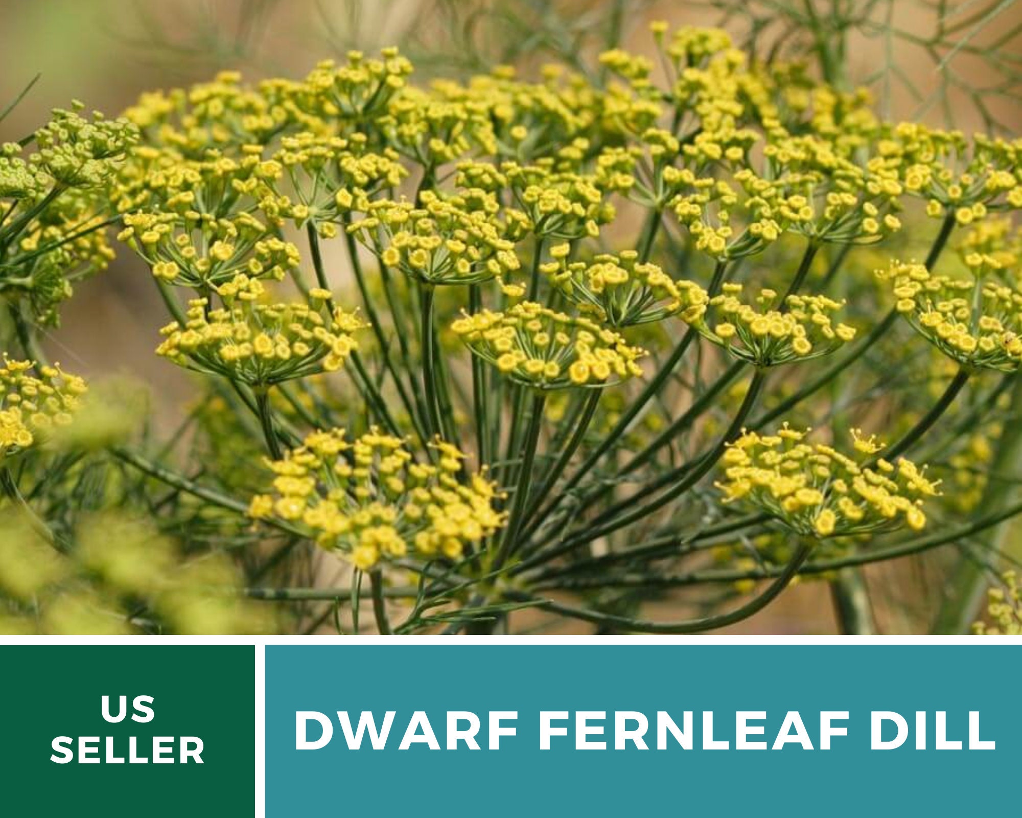 Dill Dwarf Fernleaf Heirloom Seeds Culinary Herb Nongmo Etsy