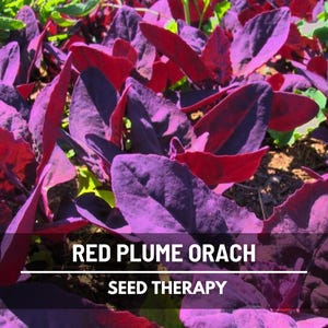 Red Plume Orach Seeds – Heirloom Mountain Spinach, Heat Tolerant (25 Seeds)