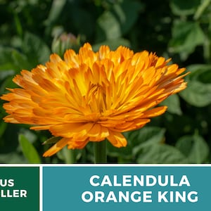 Calendula, Orange King 100 Seeds Heirloom Culinary & Medicinal Flower Non-GMO Calendula officinalis image 3