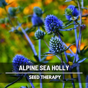Alpine Sea Holly plants with purple-blue flower clusters in the garden – Seed Therapy