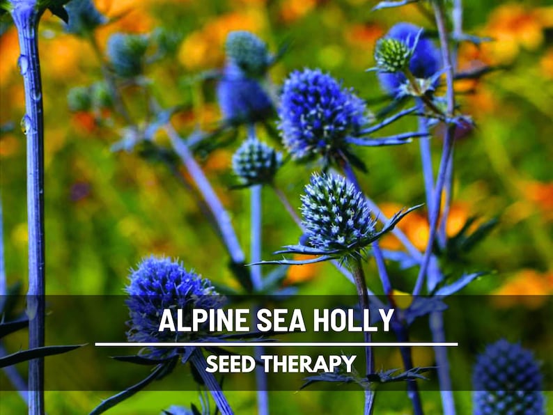 Alpine Sea Holly plants with purple-blue flower clusters in the garden – Seed Therapy