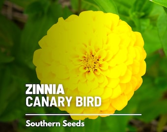 Zinnia, Canary Bird - 100 Seeds - Heirloom Flower, Bright yellow blooms, Easy to Grow Wildflower (Zinnia elegans) -