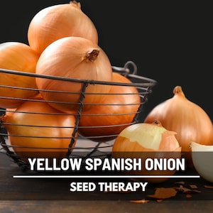 Yellow Sweet Spanish Onion Seeds – Heirloom Long Day, Large Sweet Onion, Utah Jumbo, Non-GMO | 200 Seeds
