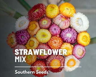 Strawflower Mix - 200 Seeds - Heirloom Flower, Dried Floral Arrangements and Crafts, Long Lasting, Garden Gift (Bracteantha bracteata)
