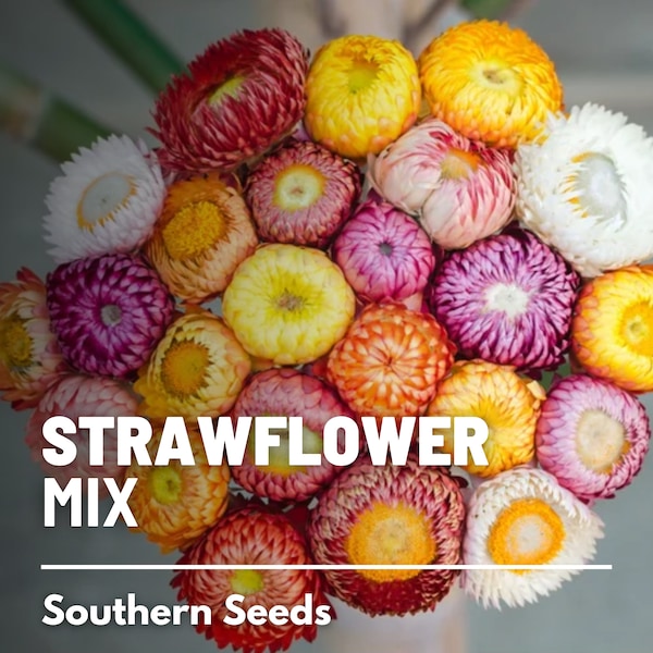 Strawflower Mix - 200 Seeds - Heirloom Flower, Dried Floral Arrangements and Crafts, Long Lasting, Garden Gift (Bracteantha bracteata)