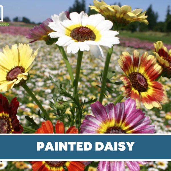 Chrysanthemum Seeds Etsy