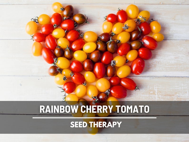 Peut inclure: Une collection de tomates cerises rouges, jaunes et brun fonc&eacute; dispos&eacute;es en forme de c&oelig;ur. Le texte RAINBOW CHERRY TOMATO SEED THERAPY est superpos&eacute; en blanc sur une barre horizontale gris fonc&eacute; dans la partie inf&eacute;rieure de l'image.
