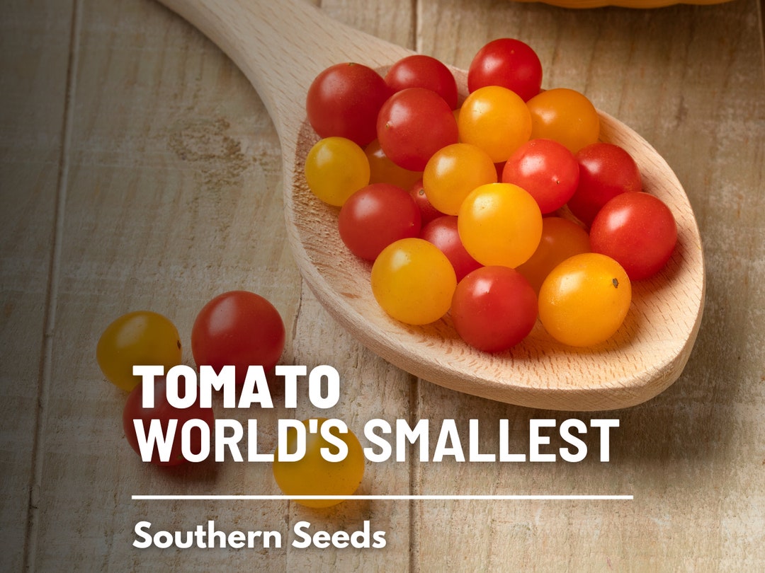 Tomato, World's Smallest tomberry 25 Seeds Heirloom Vegetable