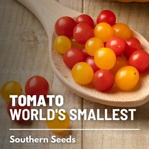 Tomato, World's Smallest (Tomberry) - 25 Seeds - Heirloom Vegetable, Indeterminate Plant, Tiny flavorful fruits (Solanum lycopersicum)