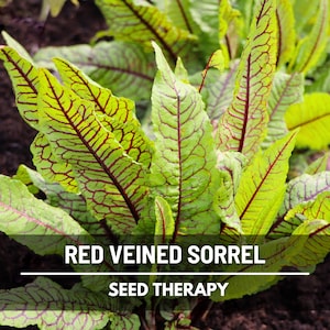 Semillas de acedera de venas rojas – Variedad tradicional, hierba culinaria y medicinal, venas rojas vibrantes, sabor ácido, favorita del jardín / 200 semillas imagen 1