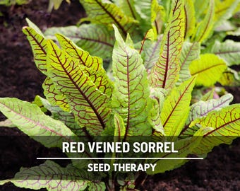 Red Veined Sorrel Seeds – Heirloom, Culinary & Medicinal Herb, Vibrant Red Veins, Tangy Flavor, Garden Favorite | 200 Seeds