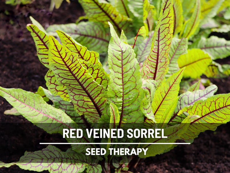 Semillas de acedera de venas rojas – Variedad tradicional, hierba culinaria y medicinal, venas rojas vibrantes, sabor ácido, favorita del jardín / 200 semillas imagen 1