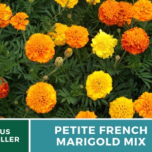 May include: A close-up of a mix of orange and yellow marigold flowers in bloom. The flowers are arranged in a cluster and have a soft, velvety texture. The flowers are surrounded by green leaves.