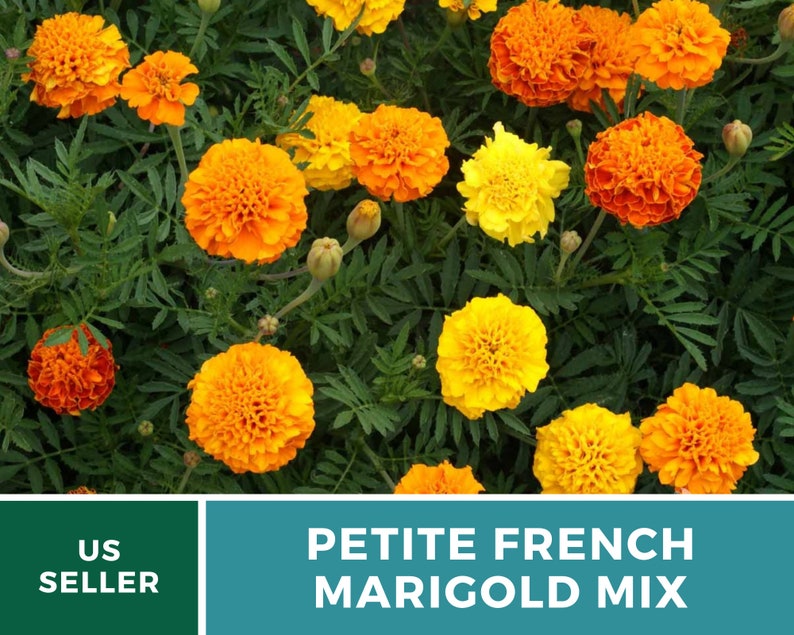 May include: A close-up of a mix of orange and yellow marigold flowers in bloom. The flowers are arranged in a cluster and have a soft, velvety texture. The flowers are surrounded by green leaves.