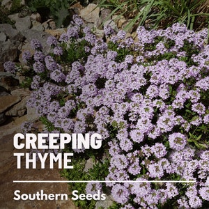 Creeping Thyme - 50 Seeds - Heirloom Herb - Fragrant Groundcover (Thymus serpyllum)