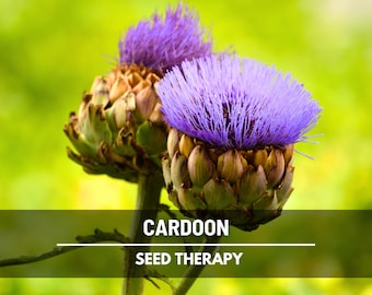 Cardoon Seeds – Heirloom Medicinal Plant with Edible Stalks, Related to Artichokes, Historic Use in Herbal Gardens | 25 Seeds