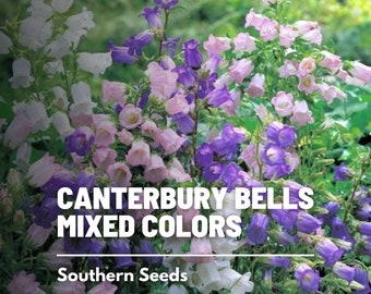 Canterbury Bells, MIX - 100 Seeds - Heirloom Flower - Elegant Blooms (Campanula medium)