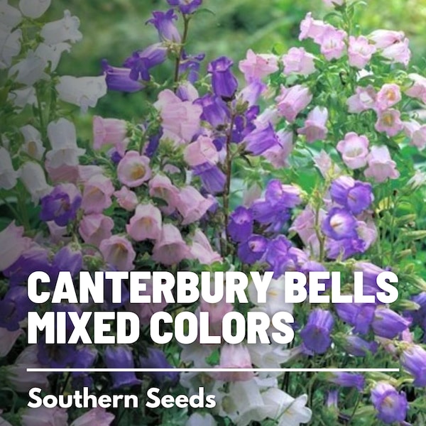 Canterbury Bells, MIX - 100 Seeds - Heirloom Flower - Elegant Blooms (Campanula medium)