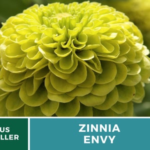 May include: A vibrant green Zinnia Envy flower with a large, round bloom. The flower has many layers of petals, creating a full and lush appearance.