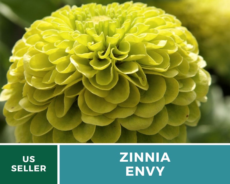 May include: A vibrant green Zinnia Envy flower with a large, round bloom. The flower has many layers of petals, creating a full and lush appearance.