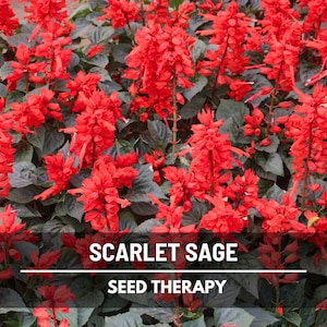 Scarlet Sage Seeds – Heirloom, Medicinal Plant, Attracts Hummingbirds, Non-GMO Flower, Easy to Grow | 100 Seeds
