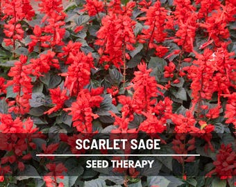 Scarlet Sage Seeds – Heirloom, Medicinal Plant, Attracts Hummingbirds, Non-GMO Flower, Easy to Grow | 100 Seeds