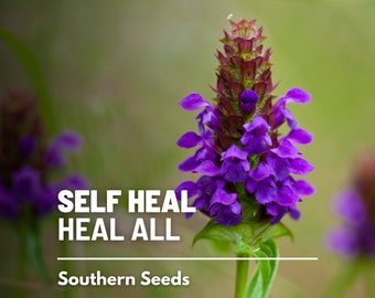 Self Heal (Heal All) - 50 Seeds - Heirloom Herb, Medicinal Plant, Purple Flowers, Wildflower, Non-GMO, Garden Gift  (Prunella vulgaris)