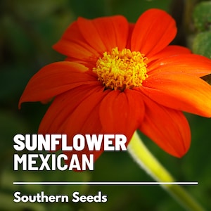 Sunflower, Mexican - 50 Seeds - Heirloom Flower, Vibrant Red Blooms, Drought Tolerant, Medicinal Plant, Garden Gift (Tithonia rotundifolia)