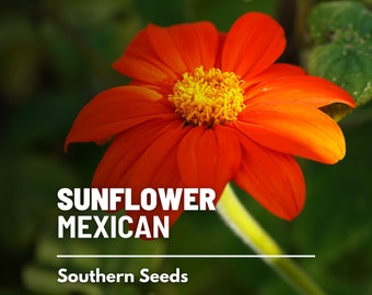 Sunflower, Mexican - 50 Seeds - Heirloom Flower, Vibrant Red Blooms, Drought Tolerant, Medicinal Plant, Garden Gift (Tithonia rotundifolia)