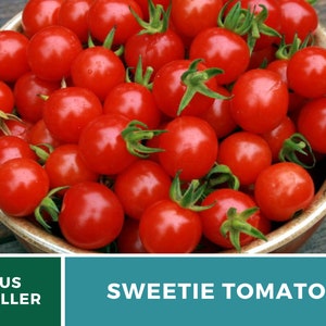 Tomato, Sweetie 50 Seeds Heirloom Vegetable, Indeterminate Plant Small, sweet cherry tomatoes Lycopersicon esculentum image 6