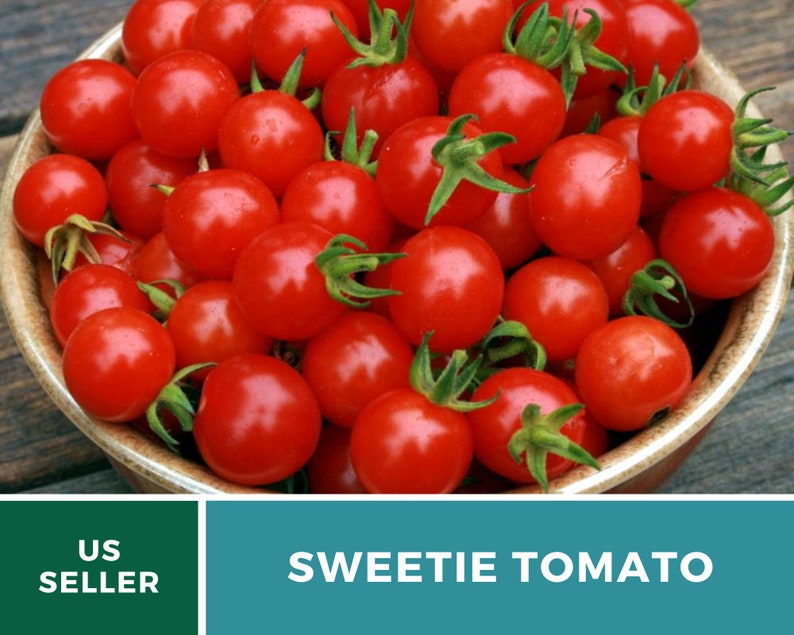 Tomato, Sweetie 50 Seeds Heirloom Vegetable, Indeterminate Plant Small, sweet cherry tomatoes Lycopersicon esculentum image 6