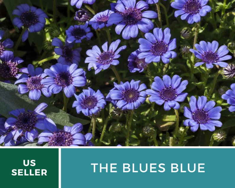 Daisy, The Blues Blue 50 Seeds Heirloom Flower Striking Blue Blooms Felicia heterophylla image 4