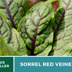 Sorrel, Red Veined 200 Seeds Heirloom Herb, Culinary & Medicinal Plant, Vibrant Red Veins, Tangy Flavor Rumex sanguineus image 4