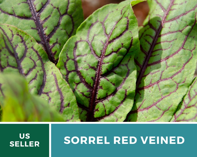 Sorrel, Red Veined 200 Seeds Heirloom Herb, Culinary & Medicinal Plant, Vibrant Red Veins, Tangy Flavor Rumex sanguineus image 4