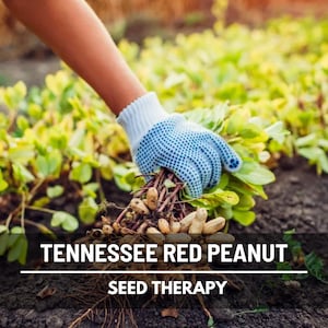 May include: A gloved hand harvests Tennessee Red peanuts from the soil. The image shows the peanuts with their roots and green leaves. The text "Tennessee Red Peanut Seed Therapy" is displayed at the bottom of the image.
