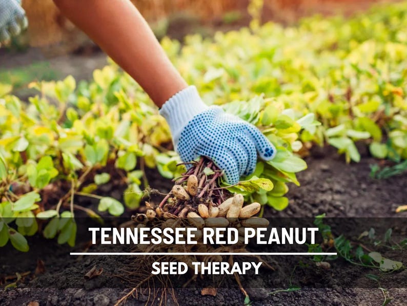 May include: A gloved hand harvests Tennessee Red peanuts from the soil. The image shows the peanuts with their roots and green leaves. The text "Tennessee Red Peanut Seed Therapy" is displayed at the bottom of the image.