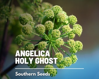 Angelica, Holy Ghost - 50 Seeds - Heirloom Medicinal & Culinary Herb - Open Pollinated - Non-GMO (Angelica archangelica)