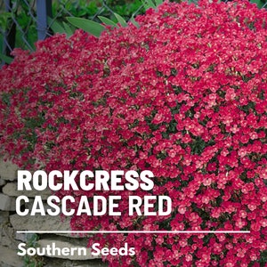 Rockcress, Cascade Red - 50 seeds - Cascading Flowers, Red Blooms, Perfect for Baskets or Rock Walls  (Aubrieta hybrda)