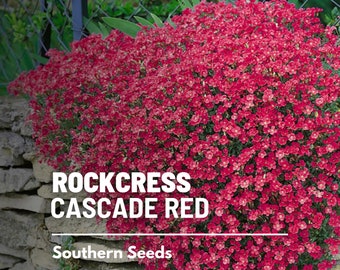 Rockcress, Cascade Red - 50 seeds - Cascading Flowers, Red Blooms, Perfect for Baskets or Rock Walls  (Aubrieta hybrda)