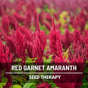 Red Garnet Amaranth Seeds – Heirloom, Vibrant Red Edible Leaves, Perfect for Apothecary & Herb Gardens, Ornamental | 250 Seeds image 1