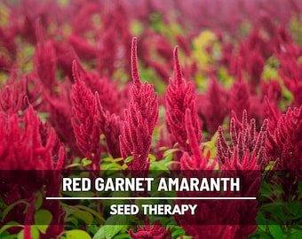 Red Garnet Amaranth Seeds – Heirloom, Vibrant Red Edible Leaves, Perfect for Apothecary & Herb Gardens, Ornamental | 250 Seeds