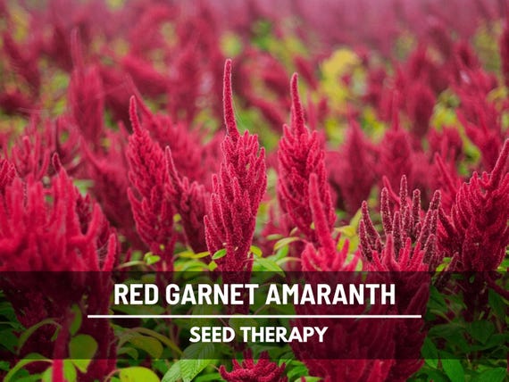 Red Garnet Amaranth Seeds – Heirloom, Vibrant Red Edible Leaves, Perfect for Apothecary & Herb Gardens, Ornamental | 250 Seeds