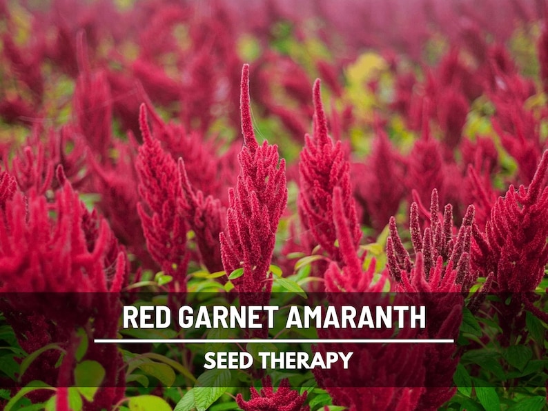 Red Garnet Amaranth Seeds – Heirloom, Vibrant Red Edible Leaves, Perfect for Apothecary & Herb Gardens, Ornamental | 250 Seeds image 1